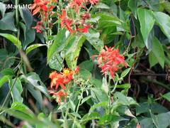 Pseudogynoxys haenkei