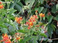 Pseudogynoxys haenkei