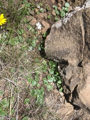 Eriospermum ornithogaloides