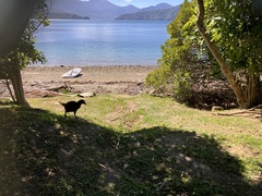 Gallirallus australis