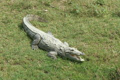Crocodylus palustris