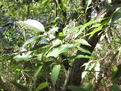 Quercus stenophylloides