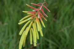 Kniphofia ichopensis