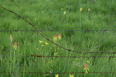 Kniphofia ichopensis