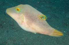 Canthigaster compressa