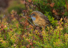 Stipiturus malachurus