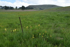 Kniphofia ichopensis