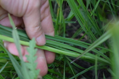 Kniphofia ichopensis