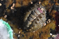 Acanthochitona