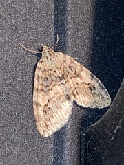 Hydriomena nubilofasciata