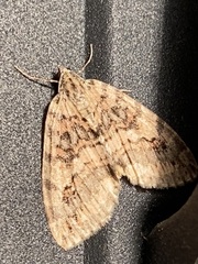 Hydriomena nubilofasciata