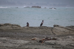Phalacrocorax punctatus