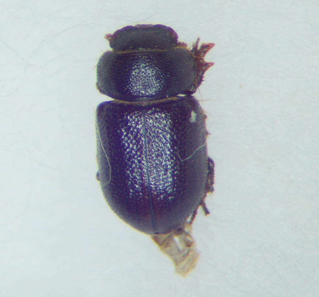 Cheirodes brevicollis