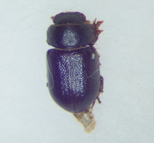 Cheirodes brevicollis