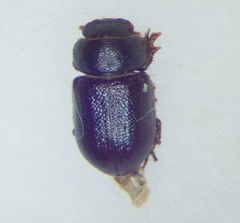 Cheirodes brevicollis