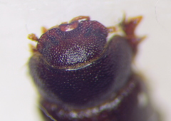 Cheirodes brevicollis