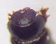 Cheirodes brevicollis