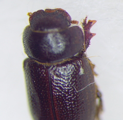 Cheirodes brevicollis