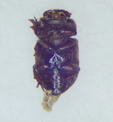 Cheirodes brevicollis