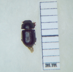 Cheirodes brevicollis
