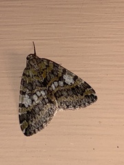 Hydriomena nubilofasciata