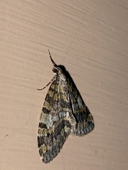 Hydriomena nubilofasciata