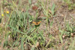 Melitaea