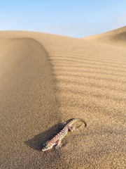 Pachydactylus rangei