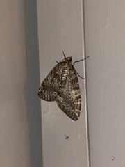 Hydriomena nubilofasciata