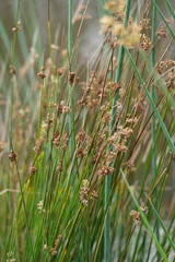Juncus pallidus