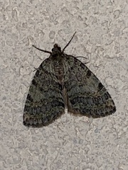 Hydriomena nubilofasciata