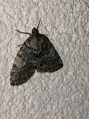 Hydriomena nubilofasciata