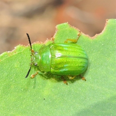 Calomela pallida
