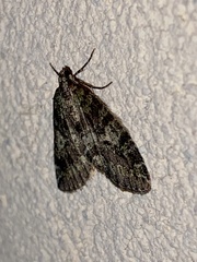 Hydriomena nubilofasciata