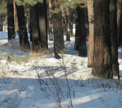 Pyrrhula pyrrhula cineracea