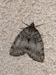 Hydriomena nubilofasciata
