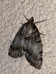 Hydriomena nubilofasciata