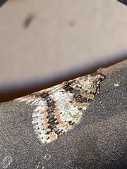 Hydriomena nubilofasciata