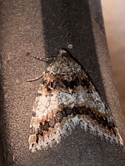 Hydriomena nubilofasciata