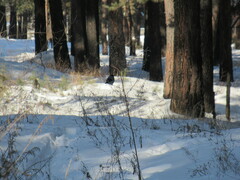 Pyrrhula pyrrhula cineracea