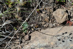 Eriospermum ornithogaloides