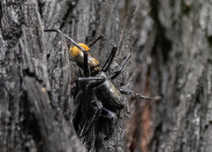 Nyssus