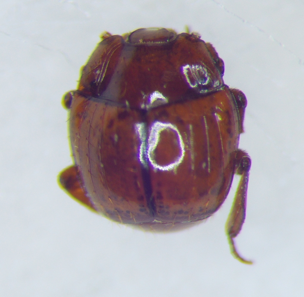 Haeterius ferrugineus