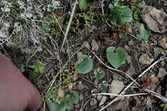 Eriospermum ornithogaloides