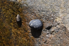 Nerita japonica