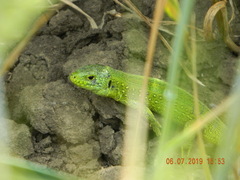 Lacerta agilis exigua