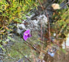 Utricularia dichotoma