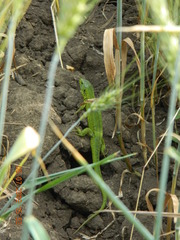 Lacerta agilis exigua
