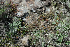 Eriospermum ornithogaloides