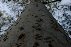 Eucalyptus racemosa
